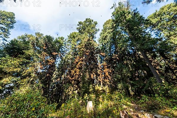 Millions of Butterflies covering trees in the Unesco site Monarch Butterfly Biosphere Reserve, El Rosario