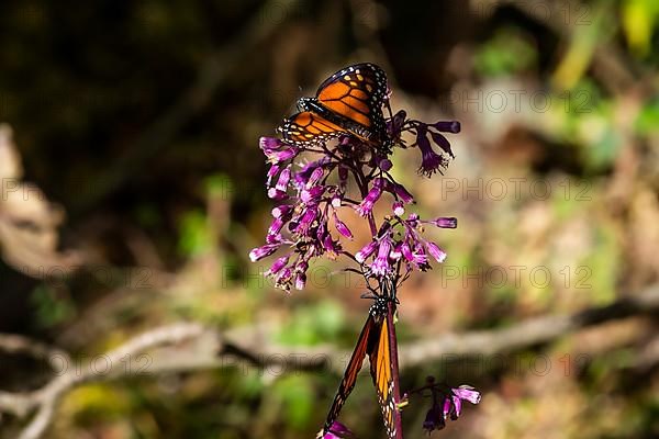 Close up from a Monarch butterfly,