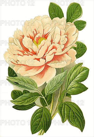 Paeonia moutan, Tree Peony