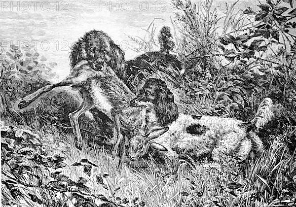 Two hunting dogs fighting over a shot hare, who found it first