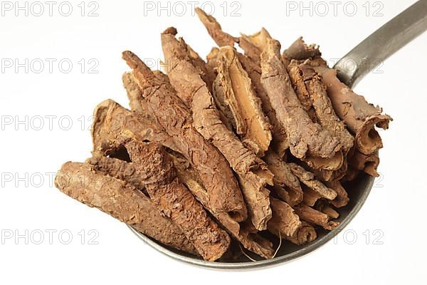 Medicinal plant Taiga root, prickly panax