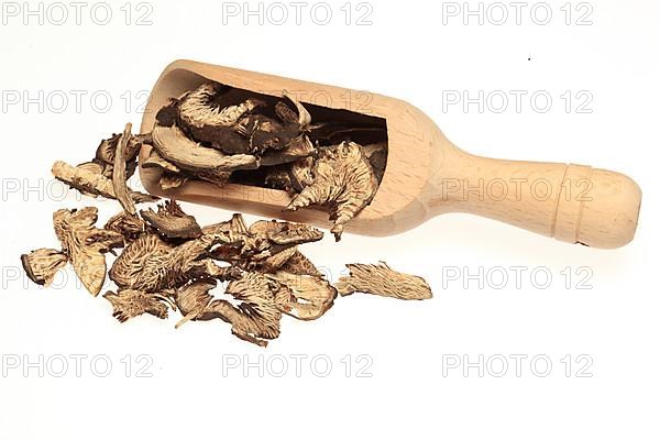 Medicinal plant Black cohosh, dried root