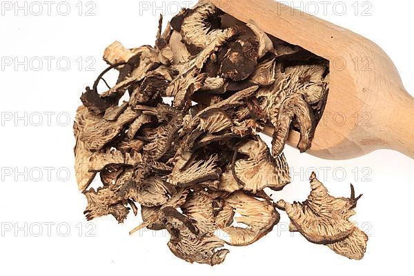 Medicinal plant Black cohosh, dried root