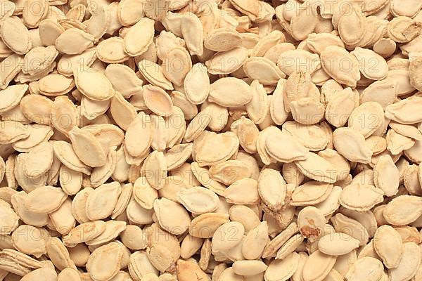 Medicinal plant, seeds of wax gourd
