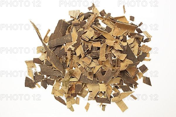 Medicinal plant european ash,