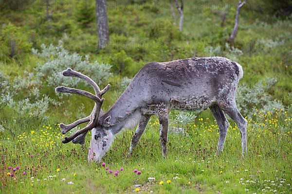 Reindeer,