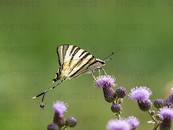 Swallowtail,