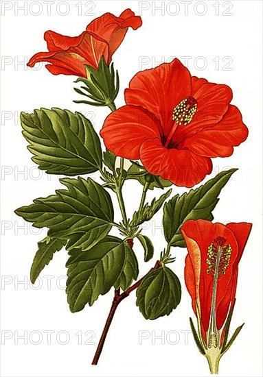Chinese hibiscus,