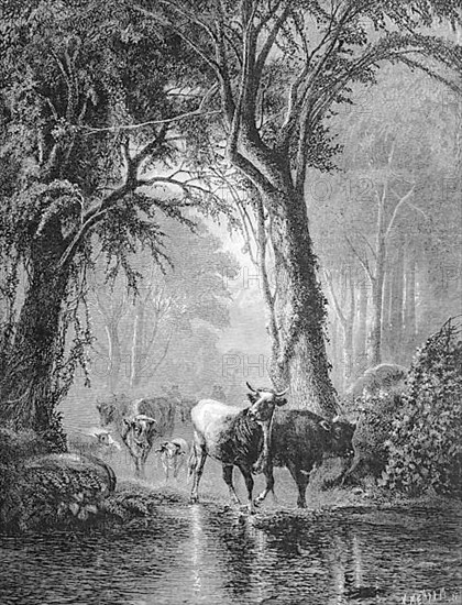 At a ford in forest cow herd passes river, cows