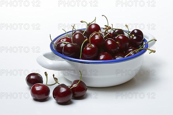 Black wild cherry,