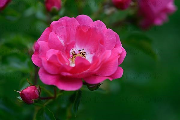 Flower of the rose 'Heidetraum', pink