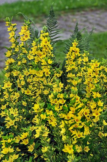 Yellow loosestrife,