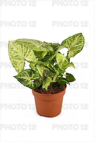 Tropical Syngonium Podophyllum Arrow houseplant in flower pot isolated on white background,