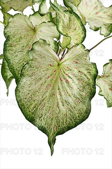 Leaf of topical 'Caladium Candyland' houseplant on white background,