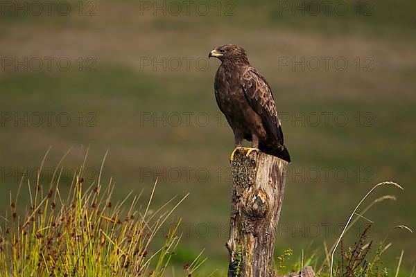 Lesser Spotted Eagle,