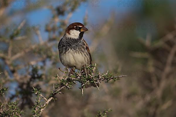 Spanish sparrow,