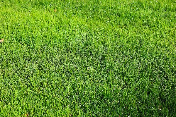 Meadow, grass