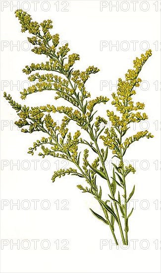Canadensis, Canada goldenrod