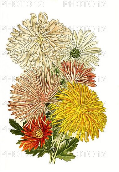 Chrysanthemum sinense var. chrysanthemum. Garden Chrysanthemum, Flower