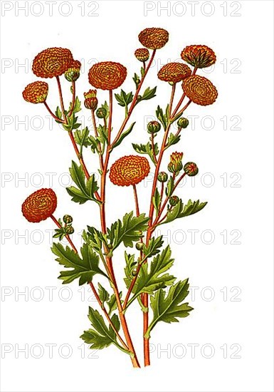 Chrysanthemum sinense, Pompon Chrysanthemum. Garden Chrysanthemum