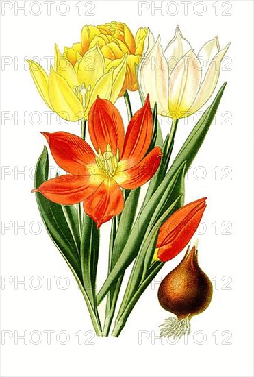 Suaveolens, Tulip.