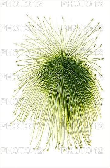 Scirpus riparius, Schoeneoplectus californicus