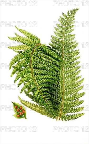 Aspidium aculeatum var subtripinnatum, Polystichum luctuosum