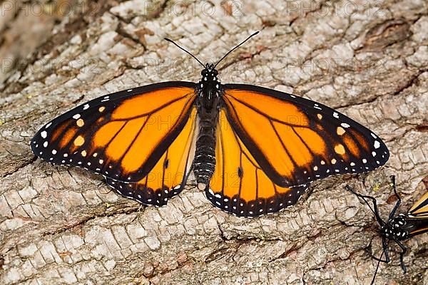 Monarch butterfly male with open wings sitting on tree trunk from behind,