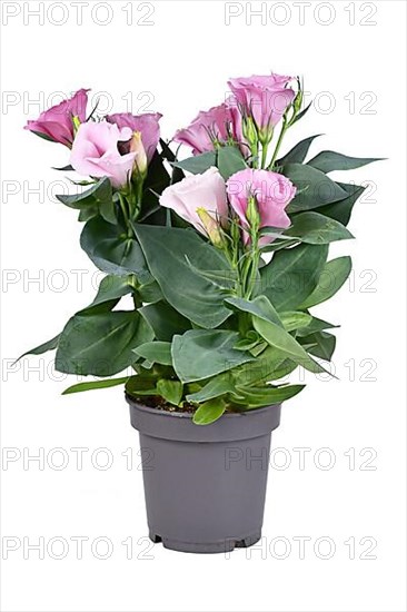 Potted Prairie Gentian plant with pink flowers on white background,
