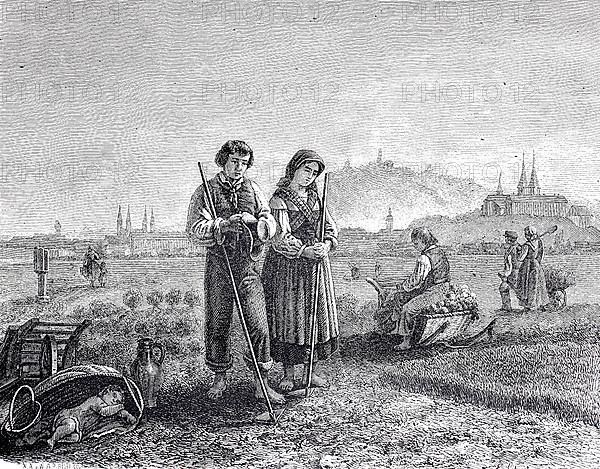 Agriculture, Bamberg gardener in the field