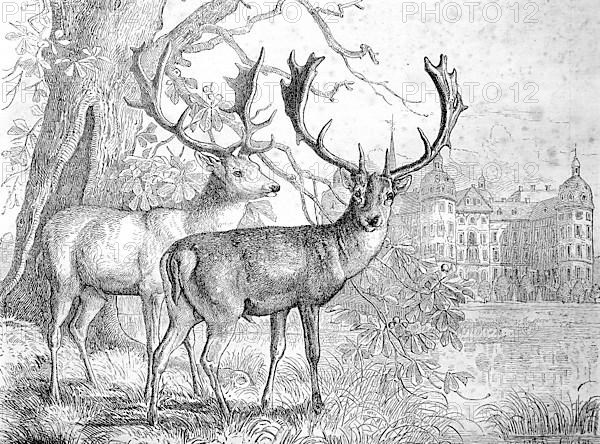 The Fallow Deer in front of Moritzburg Castle, Germany