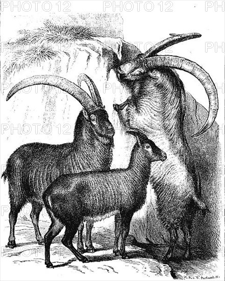 Animals, three alpine ibexes