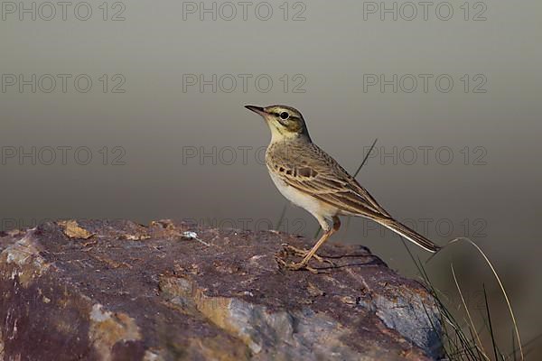 Tawny Pipit,