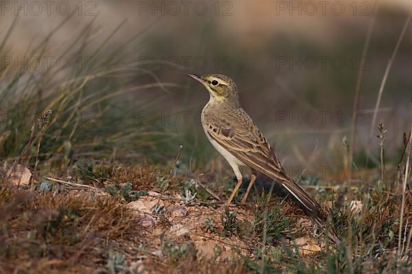 Tawny Pipit,