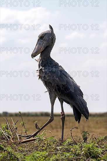 Shoebill,