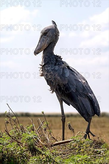 Shoebill,