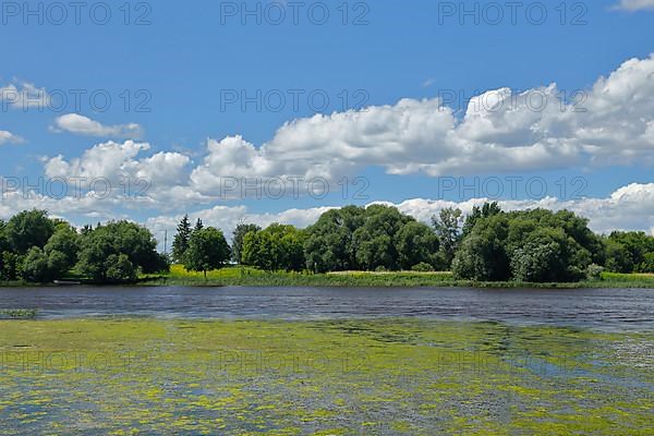 Environment, algae formation in the river
