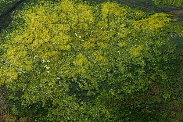 Environment, algae formation in the river