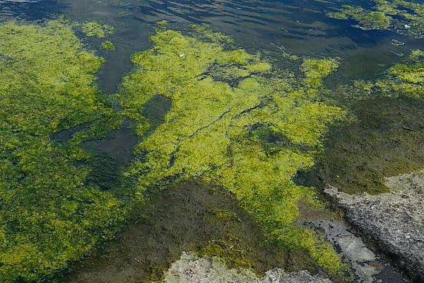 Environment, algae formation in the river