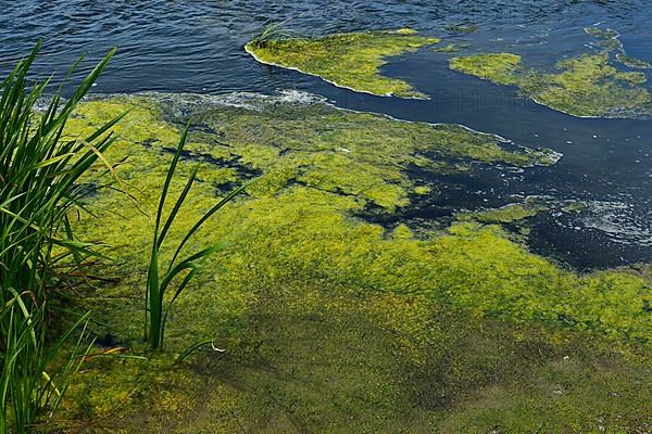 Environment, algae formation in the river