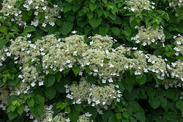 Flowering climbing hydrangea,