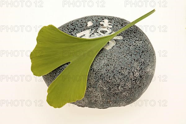 Ginkgo,
