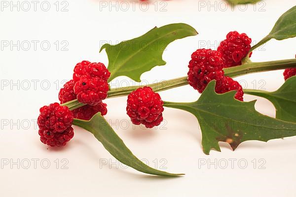 The spiked strawberry spinach,