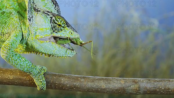 Close up of Veiled chameleon,