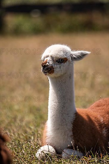 Alpaca,
