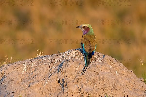 Lilac breasted roller,