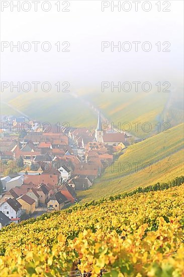 Rising fog in the vineyard near Volkach with a view of Nordheim am Main. Volkach, Kitzingen