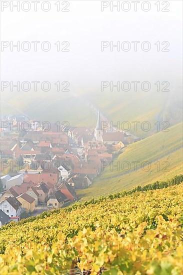 Rising fog in the vineyard near Volkach with a view of Nordheim am Main. Volkach, Kitzingen