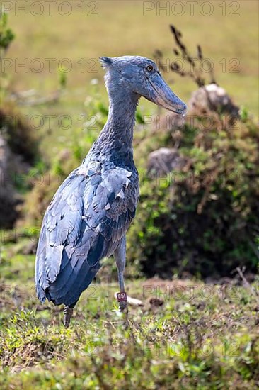 Shoebill,