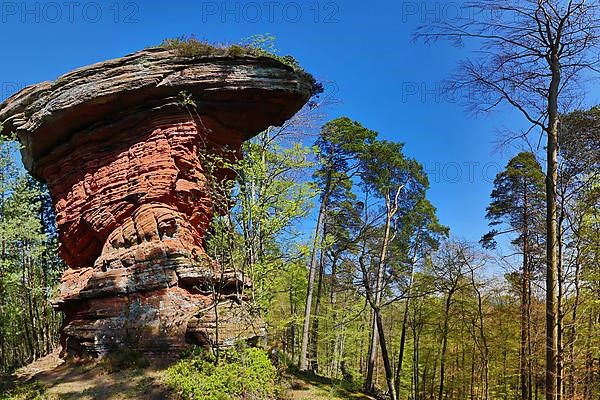 The Devil's Table at the Old Castle Rocks near Eppenbrunn. Eppenbrunn, Pirmasens-Land